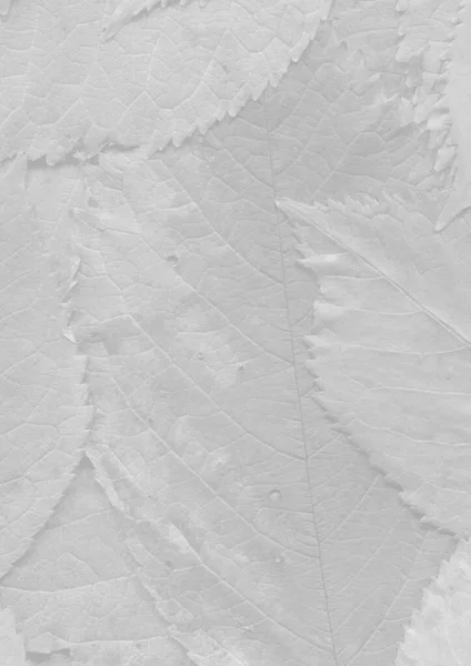Witte Bladeren Textuur Abstract Behang — Stockfoto