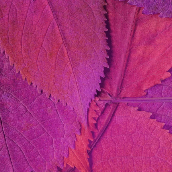 분홍색 나뭇잎 — 스톡 사진