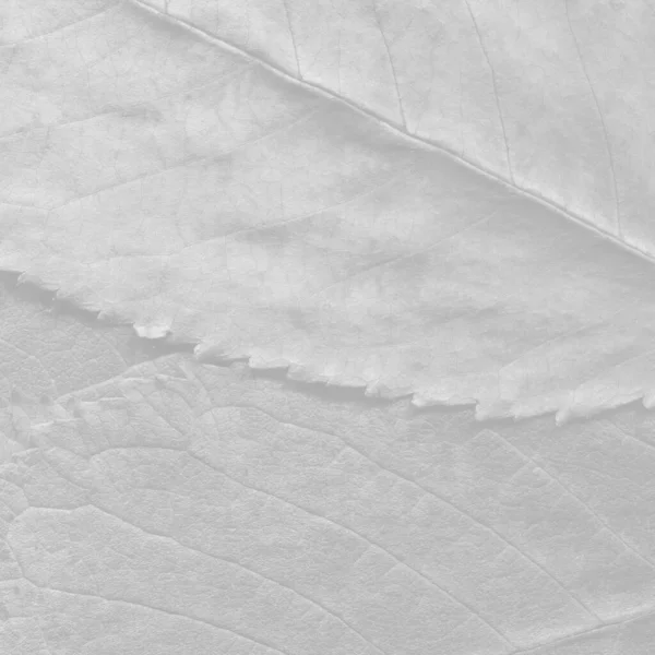 Witte Bladeren Textuur Abstract Behang — Stockfoto