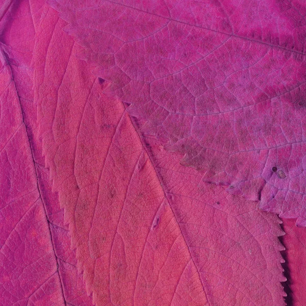 Pink Leaves Texture Abstract Wallpaper — Stock Photo, Image