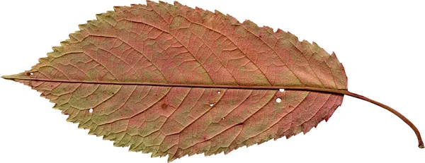 Feuille Sèche Isolée Sur Fond Blanc — Photo