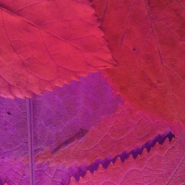 Textura Folhas Rosa Papel Parede Abstrato — Fotografia de Stock