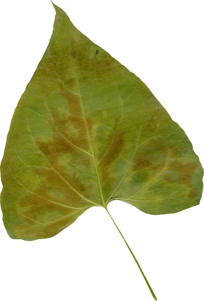 Green Leaf Isolated White Background — Stock Photo, Image