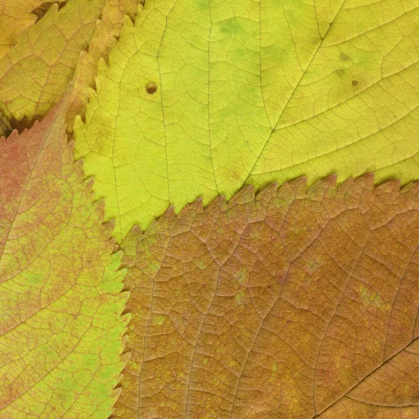 Dry Yellow Leaves Texture Abstract Wallpaper — Stock Photo, Image