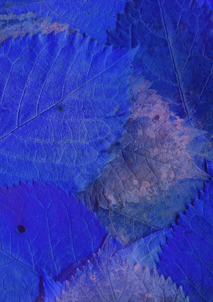 Blue Leaves Texture Abstract Wallpaper — Stock Photo, Image