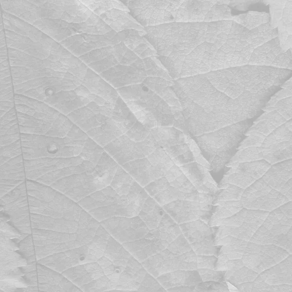 white leaves texture, abstract wallpaper