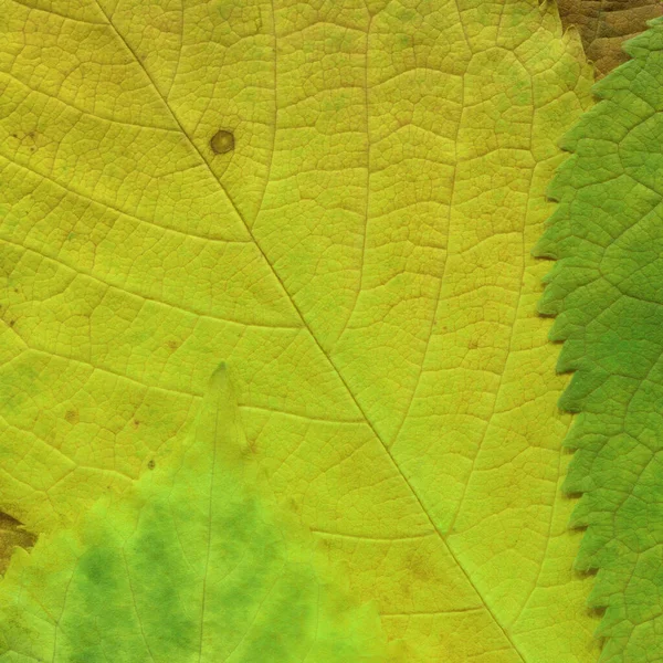 Yeşil Yaprak Dokusu Soyut Duvar Kağıdı — Stok fotoğraf