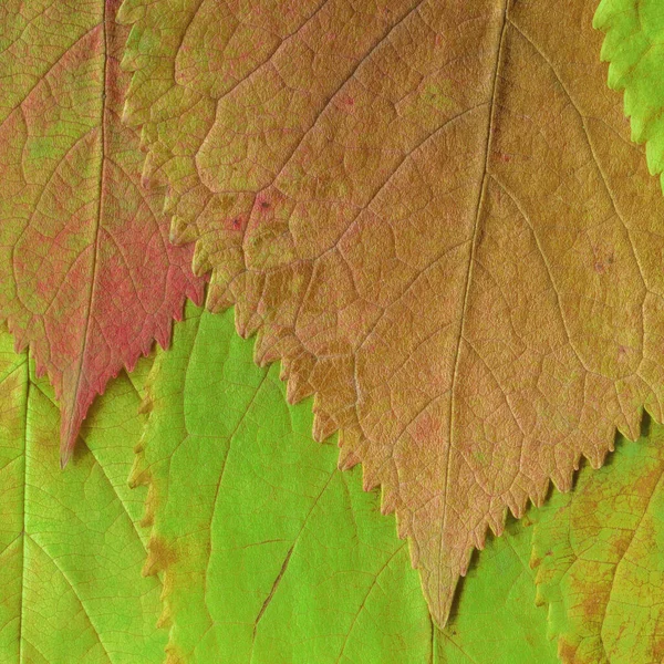 Feuilles Jaunes Sèches Texture Papier Peint Abstrait — Photo