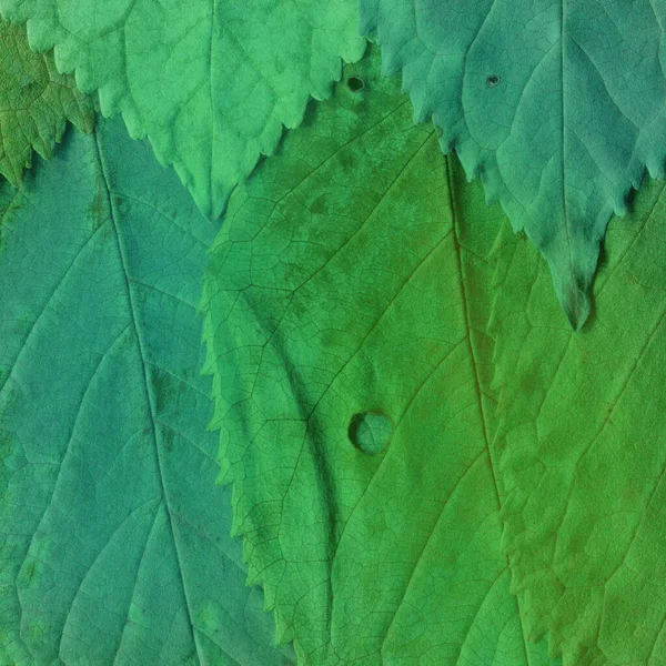 Green Leaves Texture Abstract Wallpaper — Stock Photo, Image