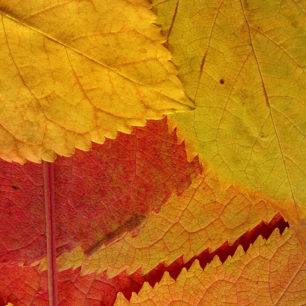 Orange Blätter Textur Abstrakte Tapete — Stockfoto
