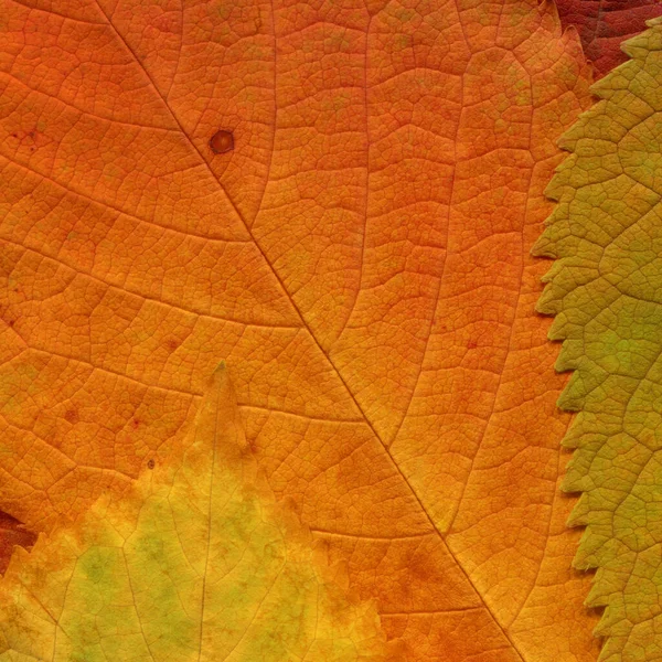 Orange Blätter Textur Abstrakte Tapete — Stockfoto