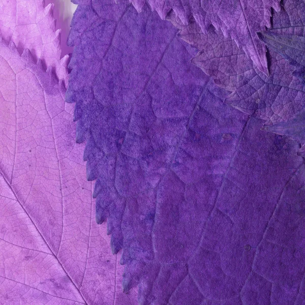 紫叶纹理 抽象壁纸 — 图库照片