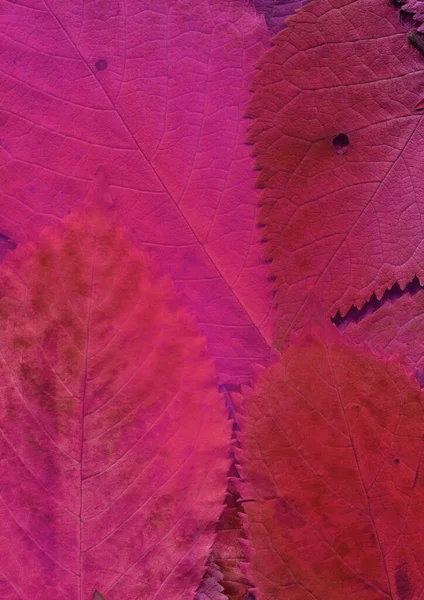 Rosa Blad Struktur Abstrakt Tapet — Stockfoto