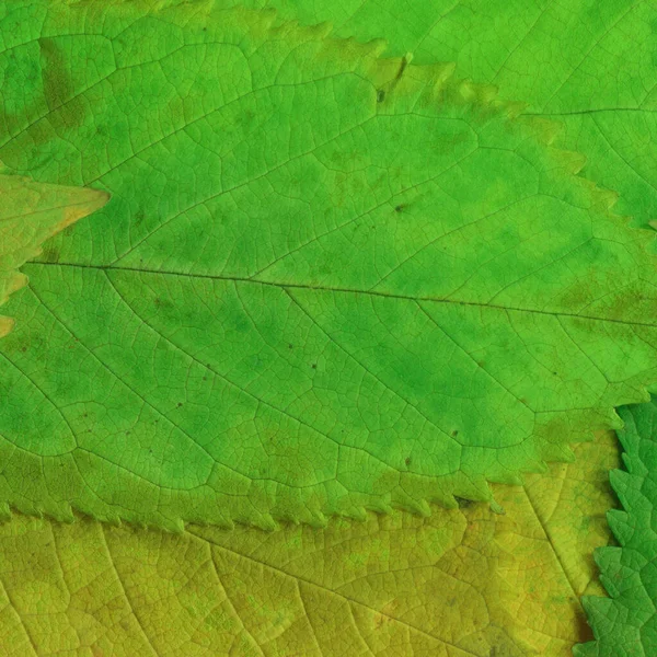 Green Leaves Texture Abstract Wallpaper — Stock Photo, Image