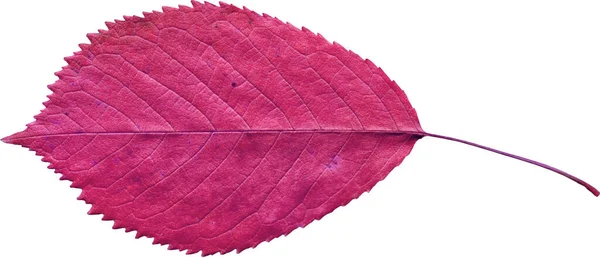 Pink Leaf Isolated White Background — Stock Photo, Image