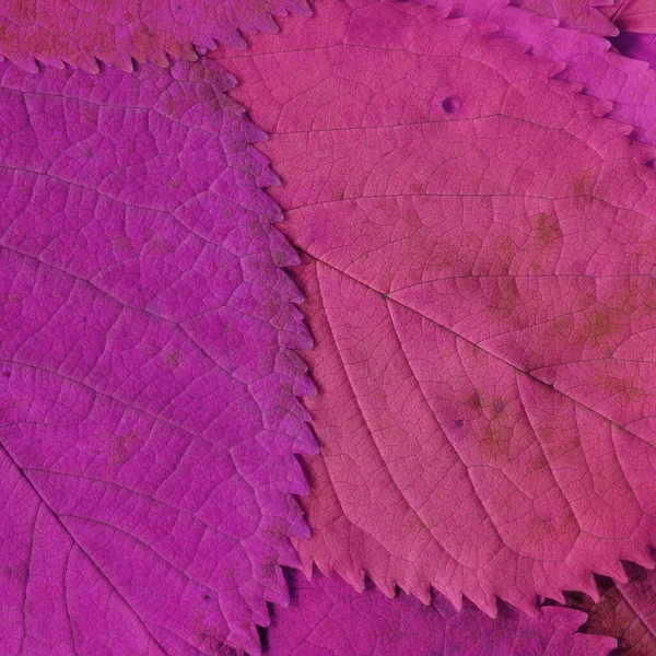 Pink Leaves Texture Abstract Wallpaper — Stock Photo, Image