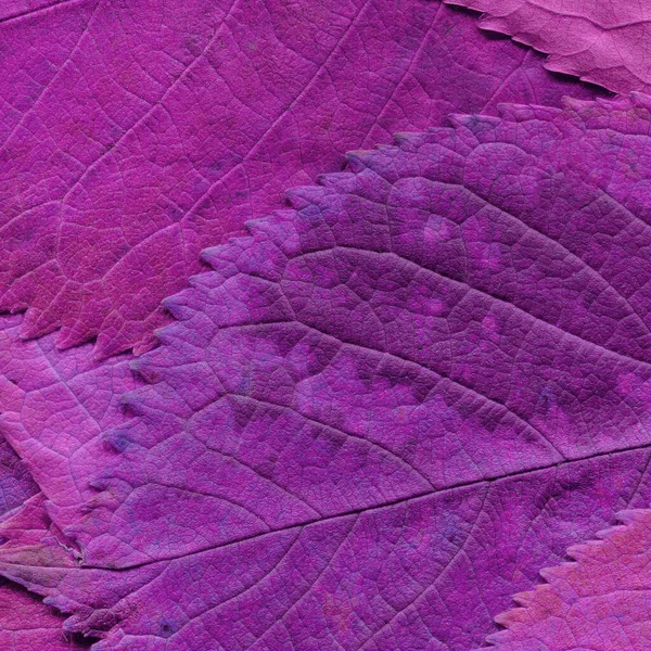 紫叶纹理 抽象壁纸 — 图库照片