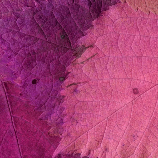 Rózsaszín Levelek Textúra Elvont Tapéta — Stock Fotó