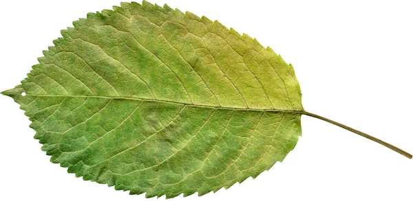 Hoja Verde Aislada Sobre Fondo Blanco —  Fotos de Stock