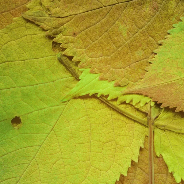 Dry Yellow Leaves Texture Abstract Wallpaper — Stock Photo, Image