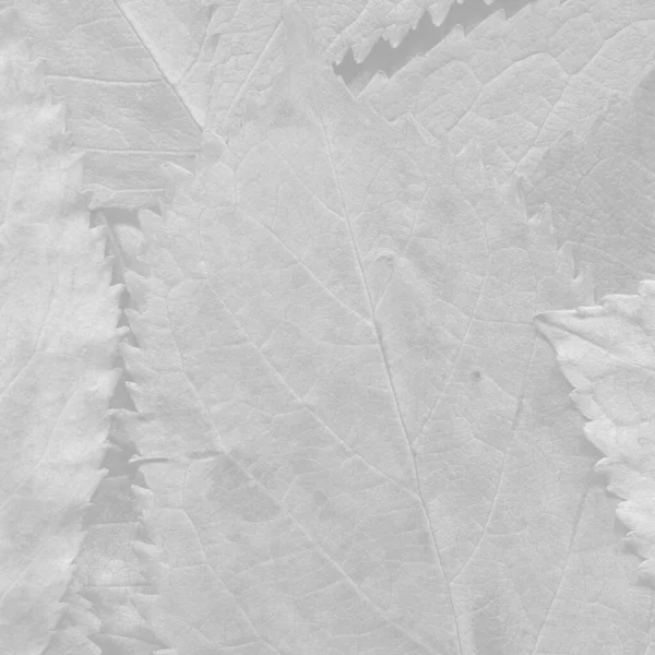 Weiße Blätter Textur Abstrakte Tapete — Stockfoto