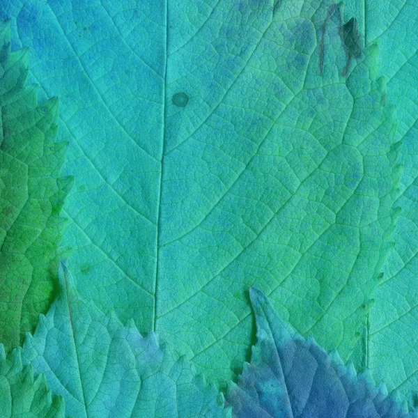 Textura Folhas Azuis Papel Parede Abstrato — Fotografia de Stock