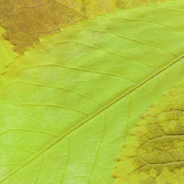 Green Leaves Texture Abstract Wallpaper — Stock Photo, Image