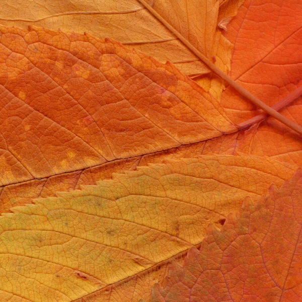 Orange Blätter Textur Abstrakte Tapete — Stockfoto