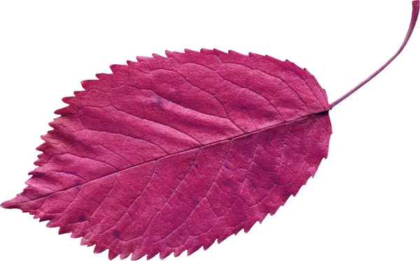 Pink Leaf Isolated White Background — Stock Photo, Image