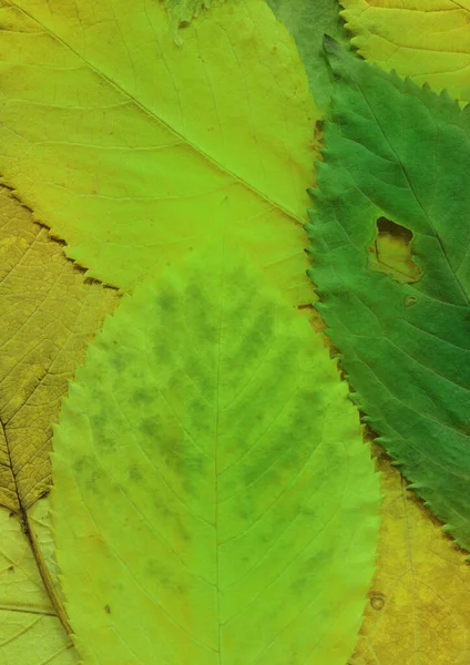 Zelené Listy Textura Abstraktní Tapety — Stock fotografie