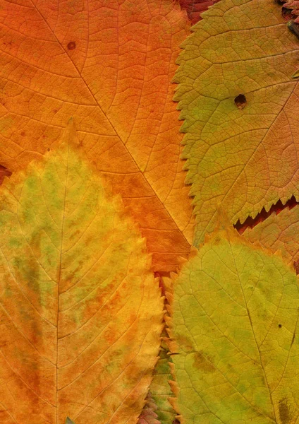 オレンジの葉の質感抽象的な壁紙 — ストック写真