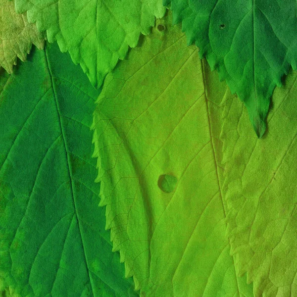 Grüne Blätter Textur Abstrakte Tapete — Stockfoto