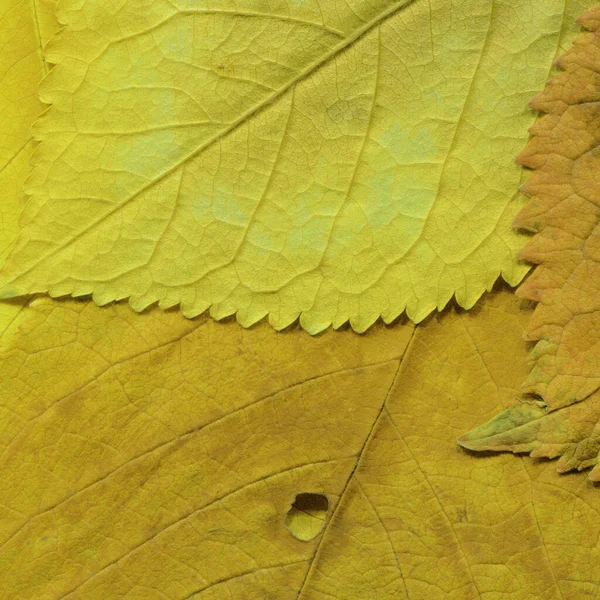 Dry Yellow Leaves Texture Abstract Wallpaper — Stock Photo, Image