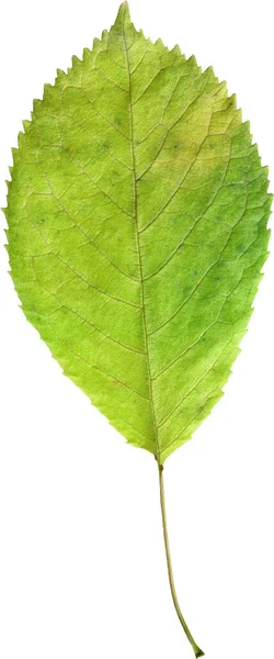 Feuille Verte Isolée Sur Fond Blanc — Photo