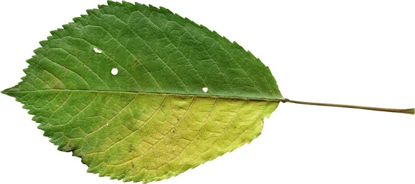 Hoja Verde Aislada Sobre Fondo Blanco —  Fotos de Stock