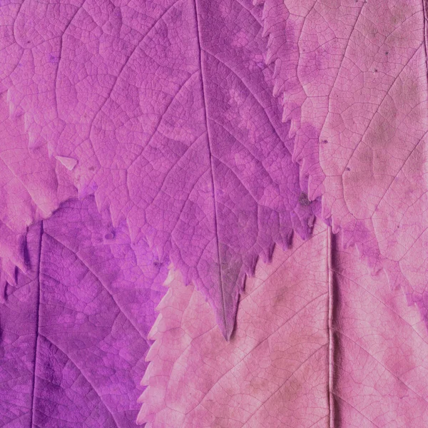 Różowe Liście Tekstury Abstrakcyjna Tapeta — Zdjęcie stockowe