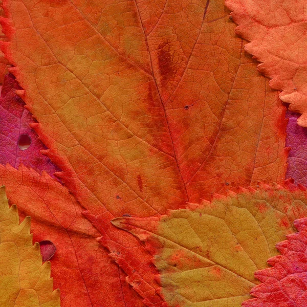 Orange Blätter Textur Abstrakte Tapete — Stockfoto