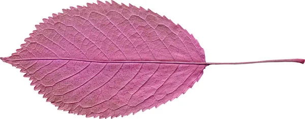 Рожевий Лист Ізольований Білому Тлі — стокове фото