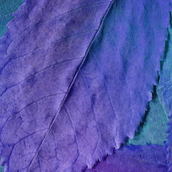 Lila Blätter Textur Abstrakte Tapete — Stockfoto