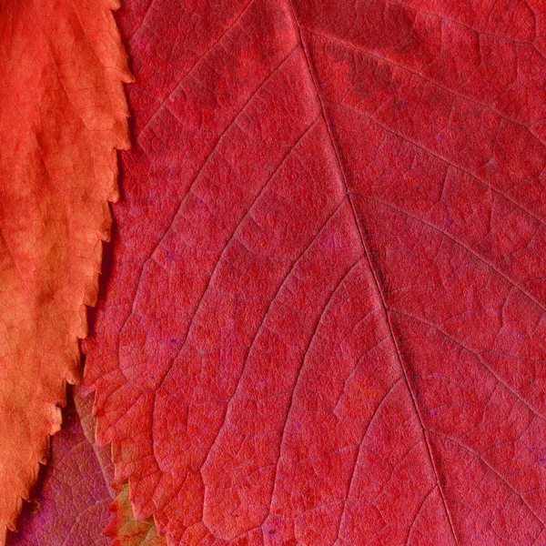 Kırmızı Yaprak Dokusu Soyut Duvar Kağıdı — Stok fotoğraf