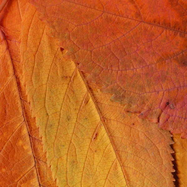 Orange Leaves Texture Abstract Wallpaper — Stock Photo, Image
