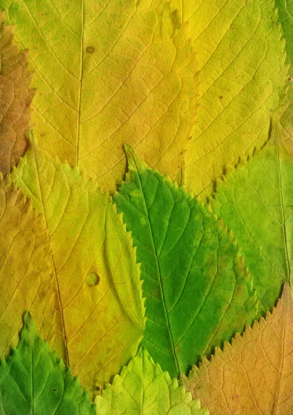 Folhas Verdes Textura Papel Parede Abstrato — Fotografia de Stock