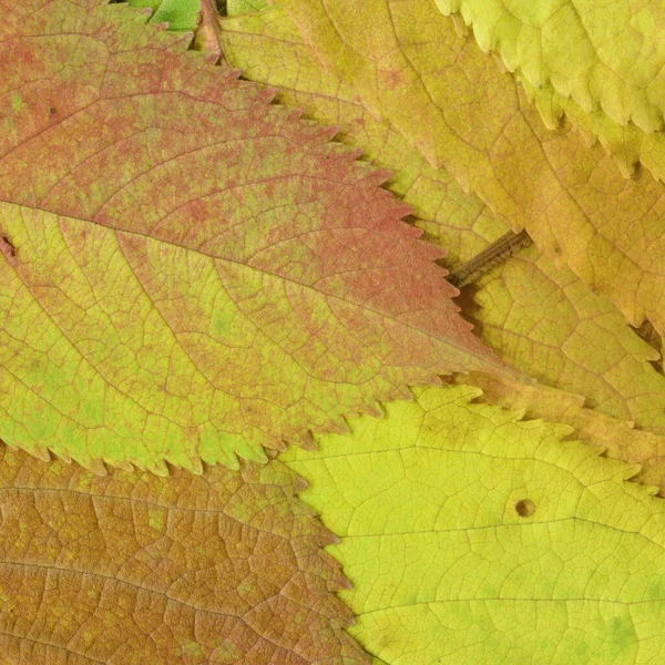 Feuilles Jaunes Sèches Texture Papier Peint Abstrait — Photo