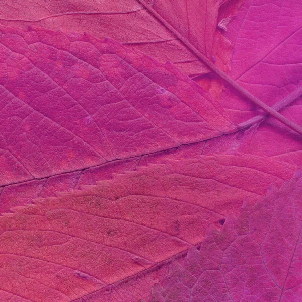 Textura Folhas Rosa Papel Parede Abstrato — Fotografia de Stock