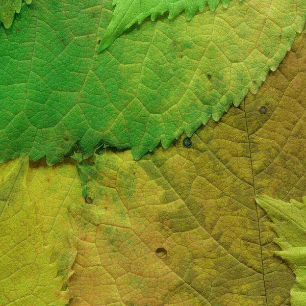 Зеленые Листья Текстуры Абстрактные Обои — стоковое фото