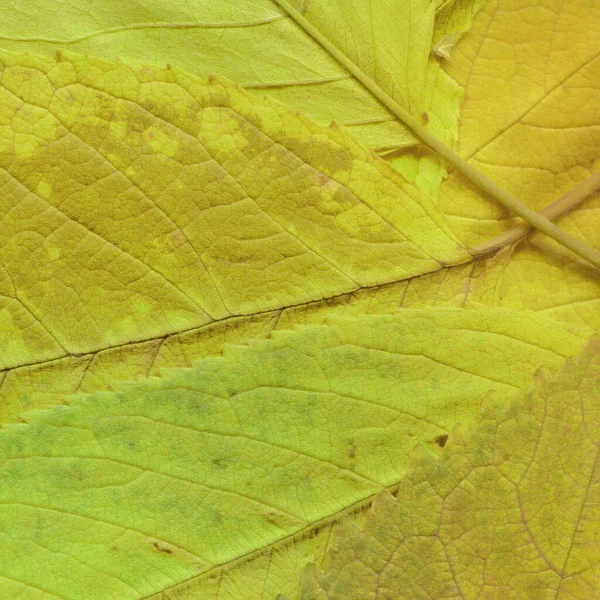 Seco Folhas Amarelas Textura Papel Parede Abstrato — Fotografia de Stock