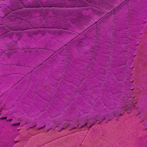 Pink Leaves Texture Abstract Wallpaper — Stock Photo, Image