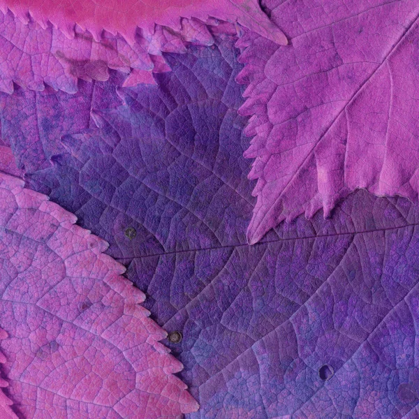 Hojas Púrpuras Textura Fondo Pantalla Abstracto — Foto de Stock