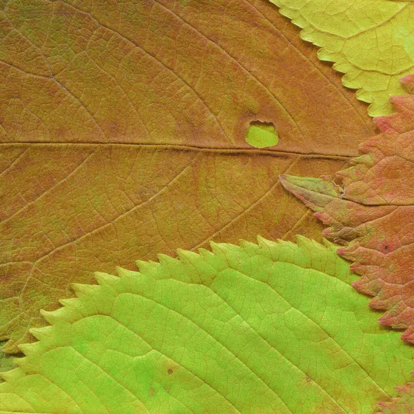 Dry Yellow Leaves Texture Abstract Wallpaper — Stock Photo, Image