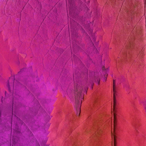 Pink Leaves Texture Abstract Wallpaper — Stock Photo, Image